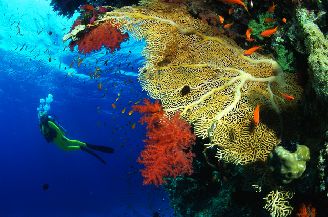 Сафари на юг Красного моря