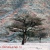 big_2057