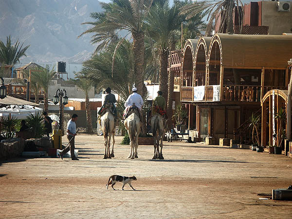 dahab_zima2